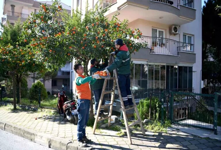 kusadasinda-turunc-agaclariyla-kadin-kooperatifi-is-birligi-bVasSRqH.jpg